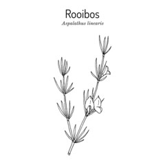 Fototapeta na wymiar Rooibos Aspalathus linearis , or bush tea plant