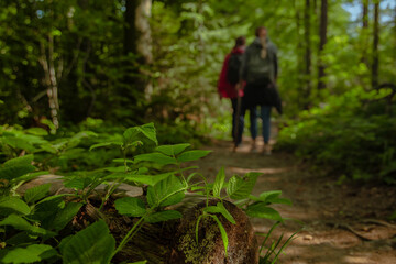 walking in forest by couple person silhouette outline on background and focus green foliage foreground