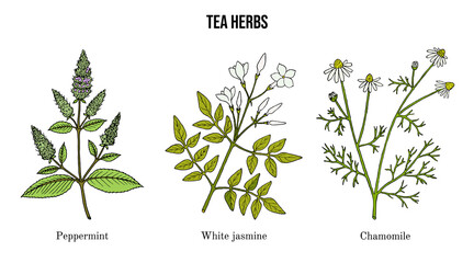 Set of different tea plants