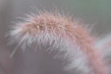 Close-up view from beautiful and aesthetic red wild grass decorated at city park with blurry and soft focus nature background