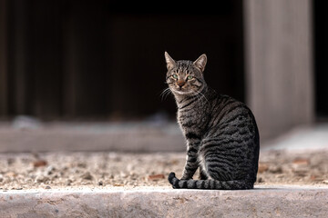 Naklejka na ściany i meble Gray cat sitting in the ruins of an apartment building. High quality photo