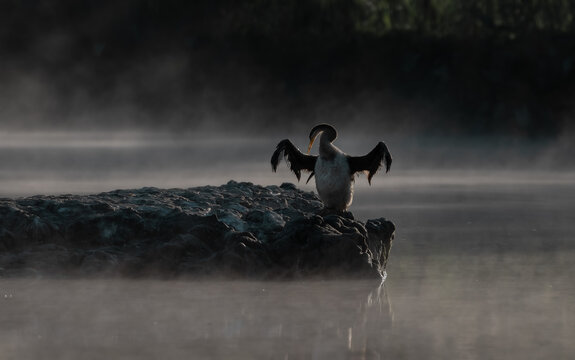 Cormorant drying its feathers early morning on a misty lake (little pied cormorant)