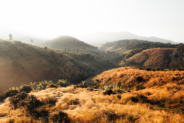 golden meadow in the mountains in the morning