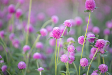 Pink globe amaranth or Bachelor button flower in garden for background. blurred bacground