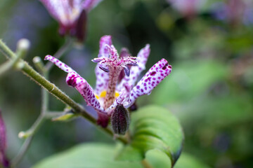 Toad lily, whitish flower with dark purple spots, is blooming against the background of green leaves.