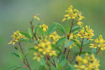 a bunch of close-up beautiful yellow flowers with blurry and soft focused nature background
