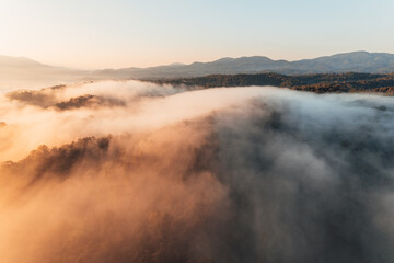 golden morning fog in the forest