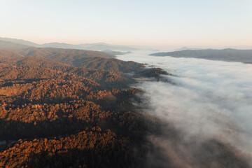 golden morning fog in the forest