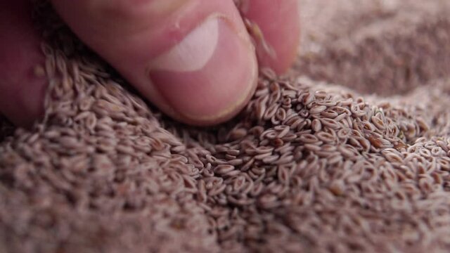 Hand takes a pinch of whole psyllium seeds. Falling on a heap in slow motion. Macro shot. Super food concept
