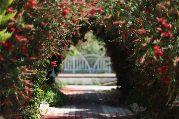 Fototapeta na wymiar A corridor in the garden from a decorative flowering arch