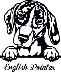 English Pointer Peeking Dog - head isolated on white