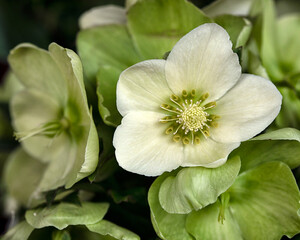 Closeup of flowers of Helleborus x nigercors 'Ice Breaker Max'