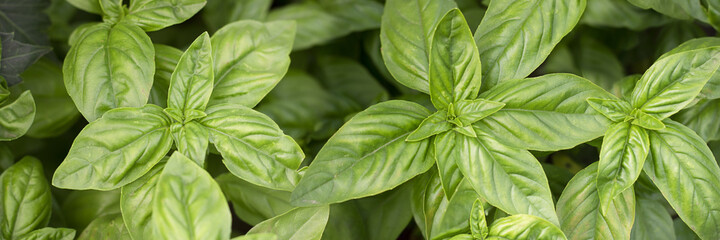 Fresh green basil in garden. Long horizontal background. Food and spices, healthy and tasty ingredient for many dishes, Italian cuisine and Pesto.