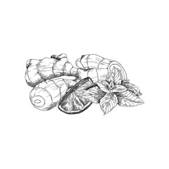 Black and white sketch for ginger tea package label. Ginger root, citrus slice and mint leaf engraved vintage drawing.