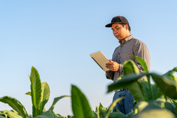 Asian Farmer holding a tablet in a tobacco farm. Concept of using technology for agriculture