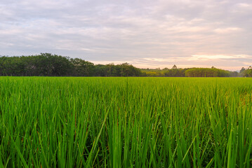 Green field rural countryside