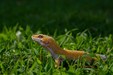 Common leopard gecko on the ground