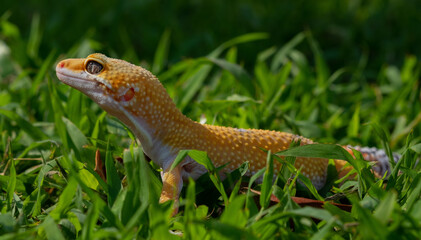 Common leopard gecko on the ground