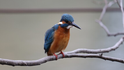 野鳥の宝石と言われているカワセミの写真