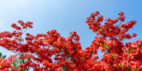 Panoramic photo of red rhododendrons. Rhododendron bush in full bloom. Blooming red Azalea shrub. Boston, Massachusetts