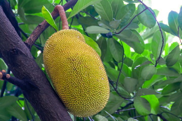Fresh and yellow ripe tropical jackfruit with leaves hanging on the tree under the bright sunlight