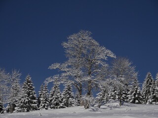 Schwarzwald im Winter