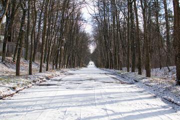 path in winter forest