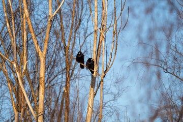czarne ptaki na drzewach w zimowy słoneczny dzień © Arkadiusz