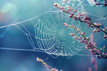 Morning scene with spider webs on field flowers. Cobweb glows in the light of the rising sun. - 479502340