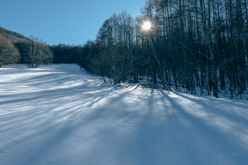 雪積もる木々の間から射し込む光