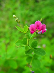 秋の公園に咲く萩の花