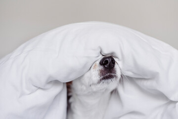 Jack Russell dog covered with white duvet