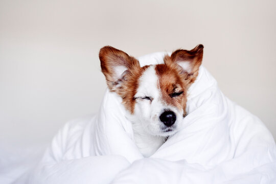 Tired Jack Russell dog covered in duvet
