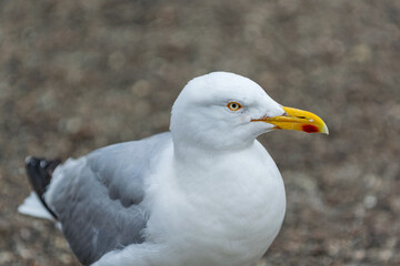 Goéland sur les rocher en bord de mer bec jaune et rouge