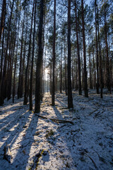 las w ciągu słonecznego dnia, zima © Arkadiusz