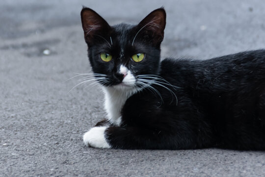 Cute black female cat with white neck hairs enjoy sitting on the gray asphalt street