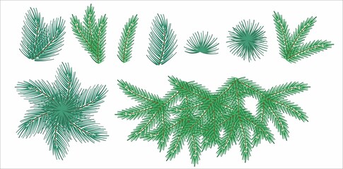 A set of spruce or pine branches. Illustration for decorating Christmas cards. Coniferous tree. Vector.