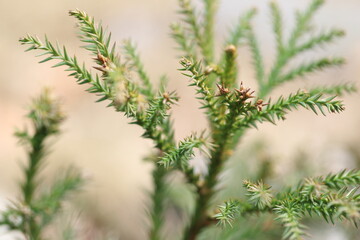 トゲトゲが際立つ