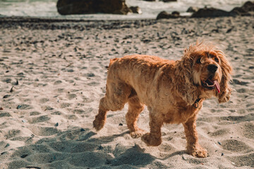 Cocker Spaniel Dog on Beach