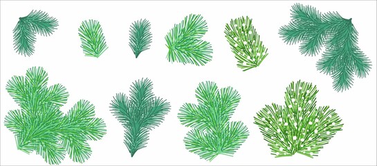 A set of spruce or pine branches. Illustration for decorating Christmas cards. Coniferous tree. Vector.