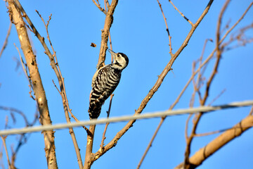 Freckle-breasted Woodpecker on tree.