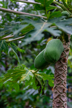 Close-up of a fresh and green two unripe tropical papaya with leaves hanging on the tree with at garden for nature and exotic wallpaper
