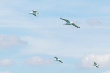 Groupe de mouette en vol au bord de mer