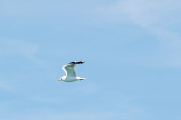 Mouette en vol sur ciel bleu au bord de mer
