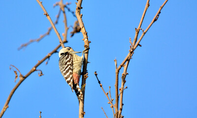 Freckle-breasted Woodpecker on tree.