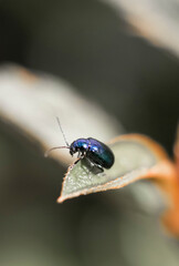 bug on a leaf