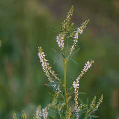 The plant is a white clover or white melilot in a meadow