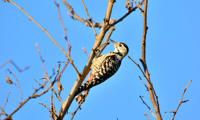 Freckle-breasted Woodpecker on tree.