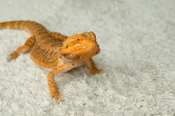 Portrait of bearded agama dragon is sitting on the carpet at home and looking at camera. Exotic...