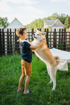 Smiling boy playing with Akita dog on grass in front of fence